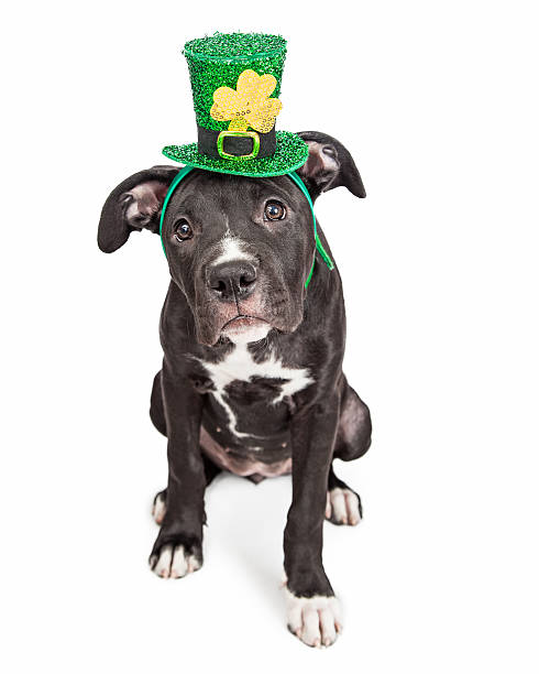 istock Irish Celebration Puppy Dog 480060660