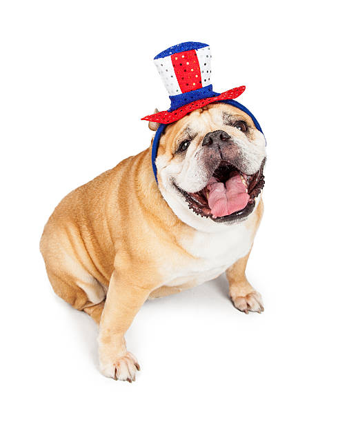 istock Happy Independence Day Bulldog 480060662
