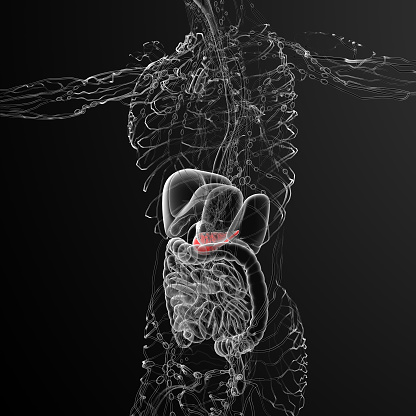 3d Render Medical Illustration Of The Gallblader And Pancrease Stock ...