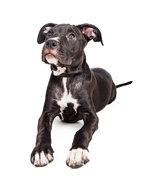 istock Cute Crossbreed Puppy With Big Paws 480060840