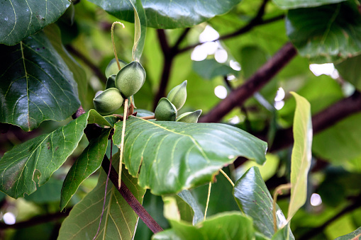 Closeup image of green almonds on a tree brunch