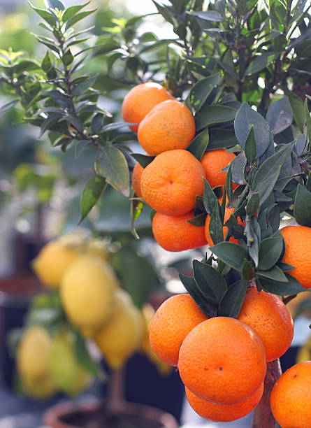 istock Ripe orange tangerines and lemons from Sicily 480060967