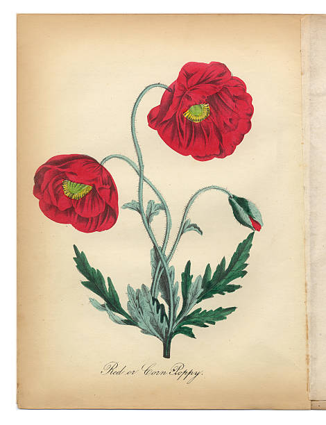 czerwony mak i mak polny wiktoriańskim ilustracja botaniczne - poppy single flower red white background stock illustrations