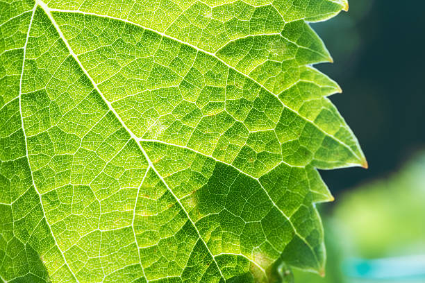 vert nervure texturé plein cadre forme de raisin vigne - chlorophyll striped leaf natural pattern photos et images de collection