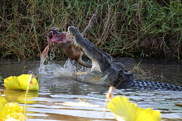 istock Crocodile Eating Kangaroo in The Wild 480061688