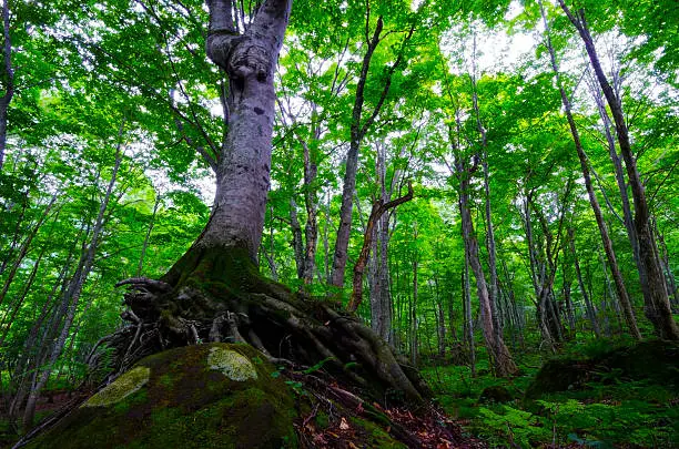 Beech Forest, SHIRAKAMI-SANCHI World Heritage, Akita Prefecture/Japan, 2012/8/11..