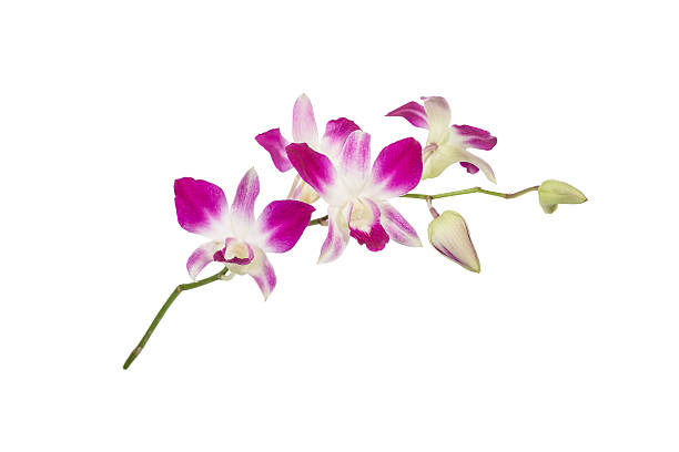 istock Purple orchid flower 480061998
