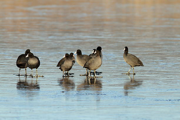 flock of adult coots ( fulica atra ) standing on frozen lake