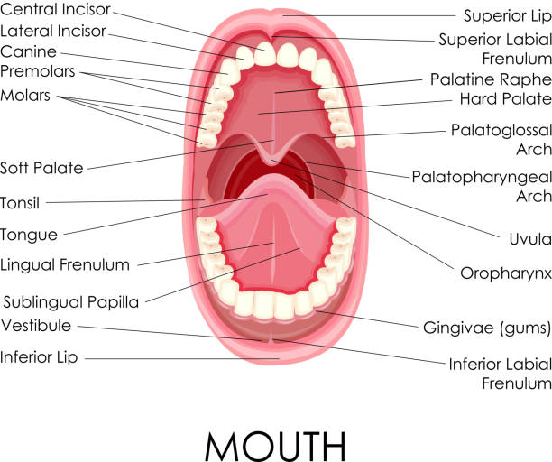 Anatomy of Human Mouth vector illustration of diagram for anatomy of human mouth human mouth stock illustrations