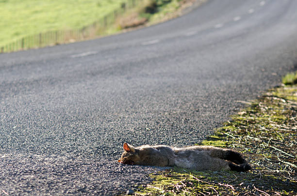 Grey Possum WILSFORD, NZ - JULY 28:Run over Possum on July 28 2013.It brought from AUS in 1837 for fur industry attempt that failed.Today 50M Possums are disliked animal in NZ due to damage to nature and farmland possum nz stock pictures, royalty-free photos & images