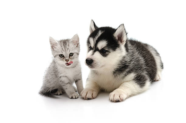 istock Cute Kitten and puppy on white background 480062598