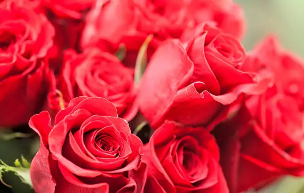 Photo of Red roses