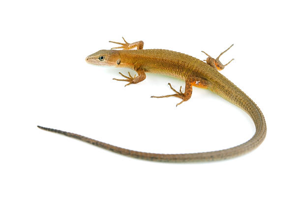 istock Japanese Grass Lizard-Takydromus tachydromoides 480063079