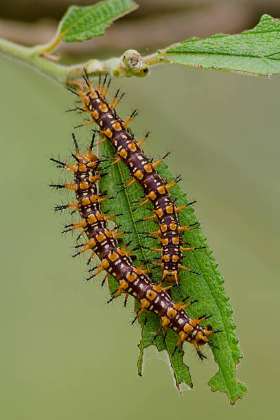 istock Nature of the worm 480064922