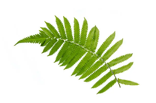 Close up of fern on white background isolated