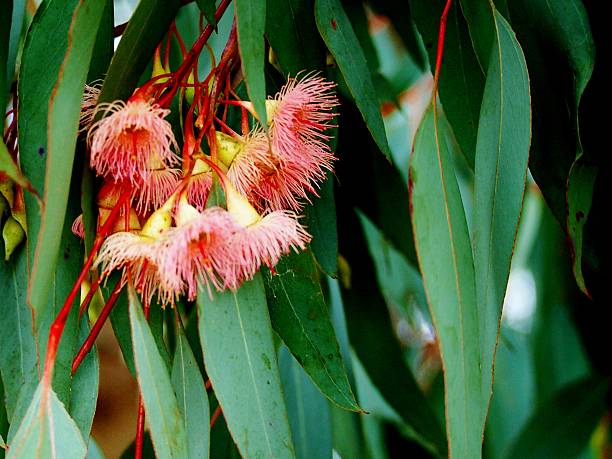 istock Gum tree leaves and flowers,Australia 480065614