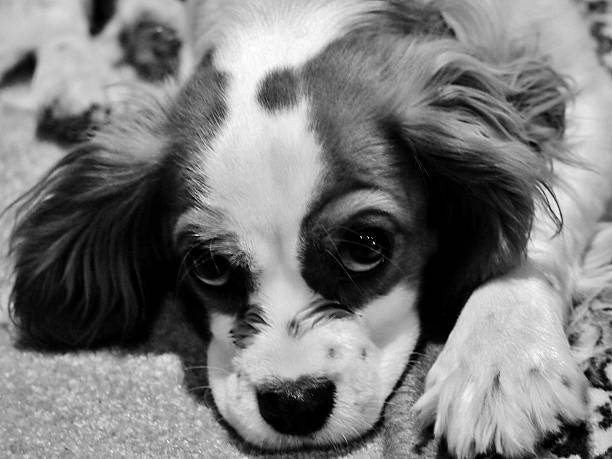istock Sally, the King Charles Cavalier puppy 480065938