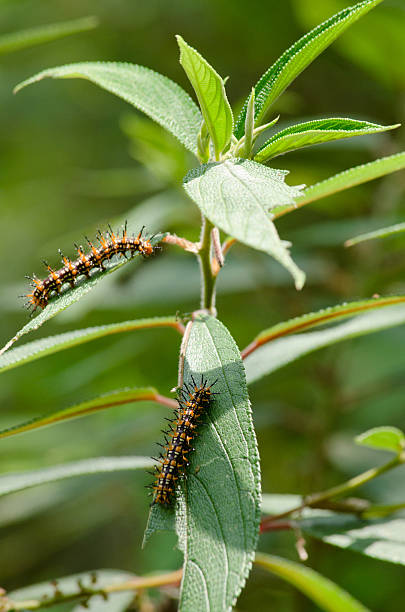 istock Nature of the worm 480066050