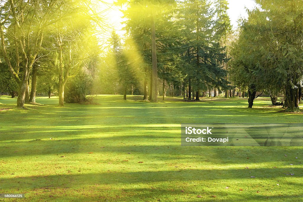 Green park Green lawn with trees in park under sunny light Agricultural Field Stock Photo