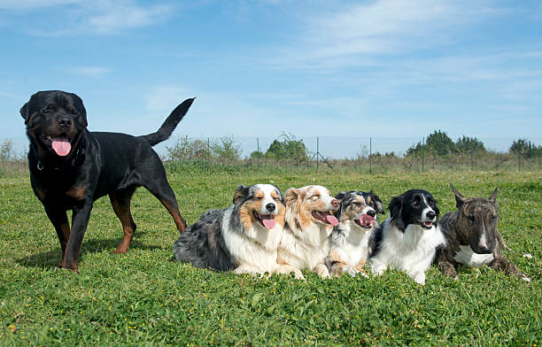 istock group of dogs 480066126