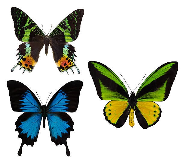 istock macro photo of three tropical butterflies on white 480066166