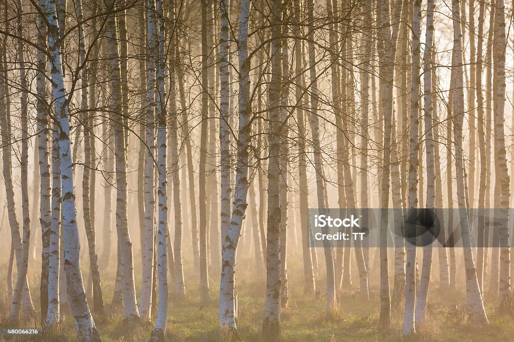 Misty morning in birch forest Sunrise fog in birch tree forest 2015 Stock Photo