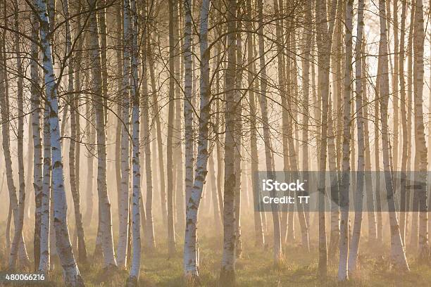 Misty Morning In Birch Forest Stock Photo - Download Image Now - 2015, Abstract, Backgrounds