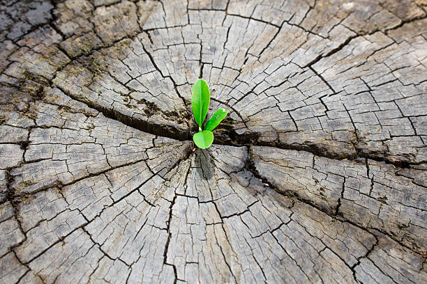 istock strong seedling growing in the center trunk tree 480066536