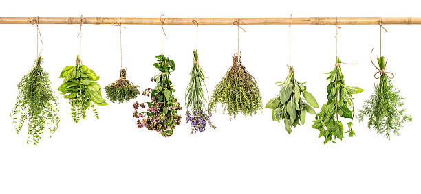istock Hanging fresh herbs basil, sage, thyme, dill, mint, lavender 480066544