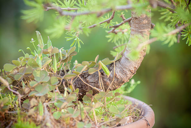 istock Close up of an bonsai larch 480067040