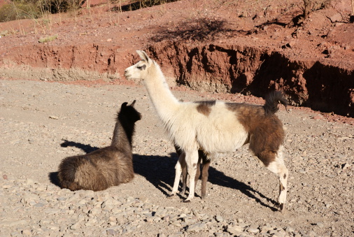 Desert and andean landscape near Tupiza, Bolivia