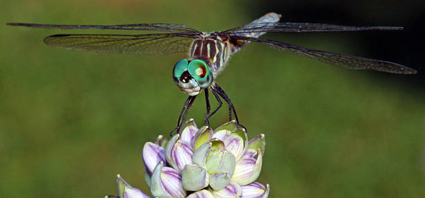 Large aque blue eyed dragonfly on a flower stock photo