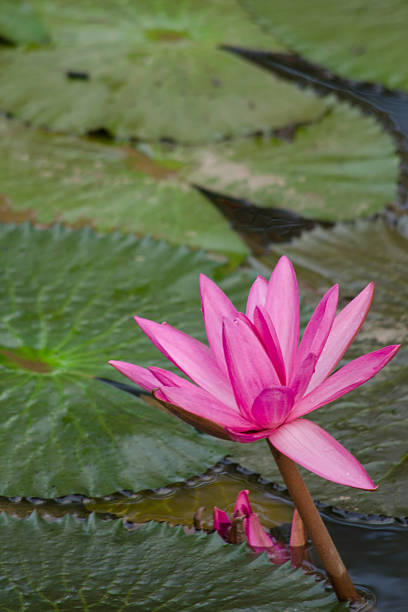 istock beautiful lotus in pond 480067580