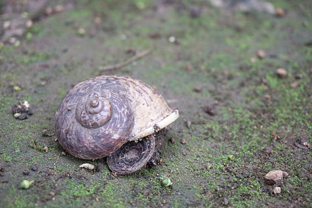 istock Circular wild snail in the tropical forest 480069554