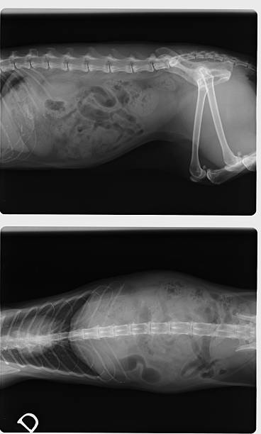 istock Side and top view of female cat X-Ray 480069778