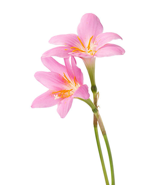 Two pink lilies Two pink lilies isolated on a white background. Rosy Rain lily zephyranthes rosea stock pictures, royalty-free photos & images