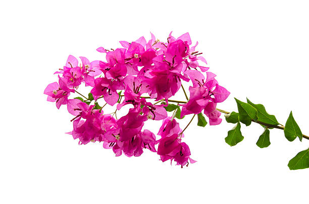 istock Pink blooming bougainvilleas 480070138
