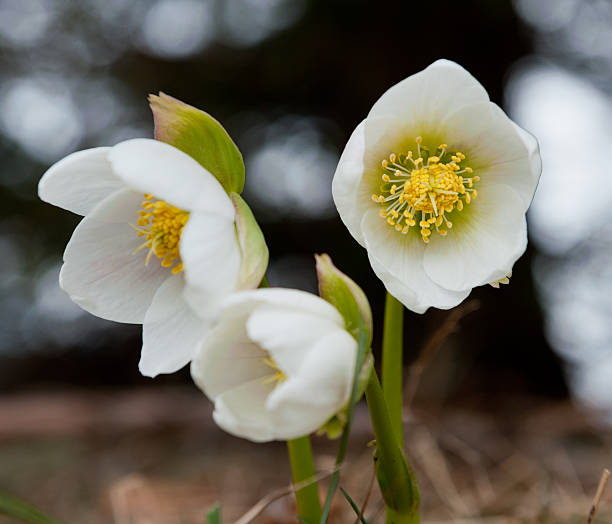 schneerose - hellebore christmasrose stamen plant 뉴스 사진 이미지