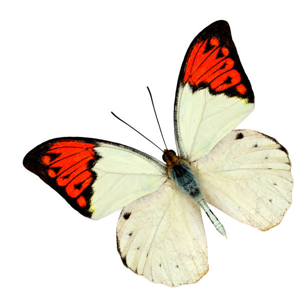 istock Great Orange Tip Butterfly flying isolated on white background 480072720