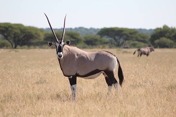 istock Gemsbok standing in the Kalahari Desert, Botswana 480075502