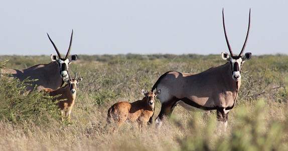 Medium sized antelope found in Southern Africa.