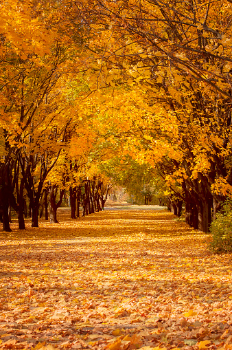 golden tree alley with falling leaves, autumn landscape