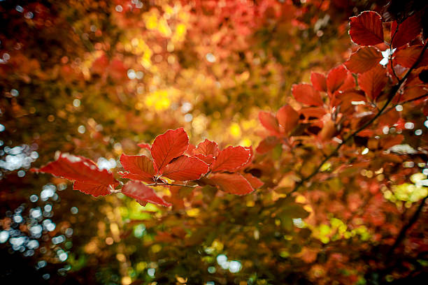 bokeh stock photo