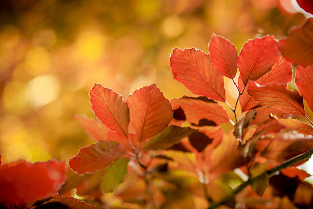 bokeh stock photo