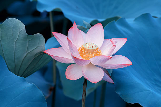 istock blooming lotus flower 480079832