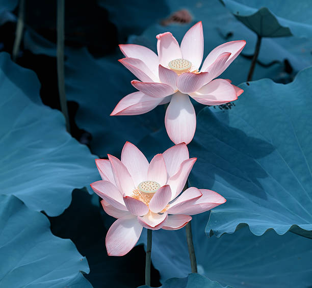 istock blooming lotus flower 480079838