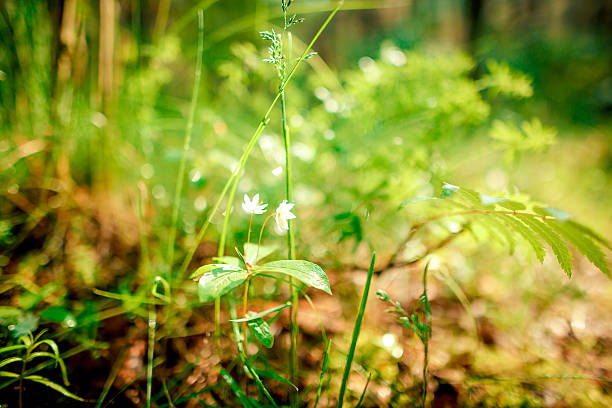 bokeh stock photo