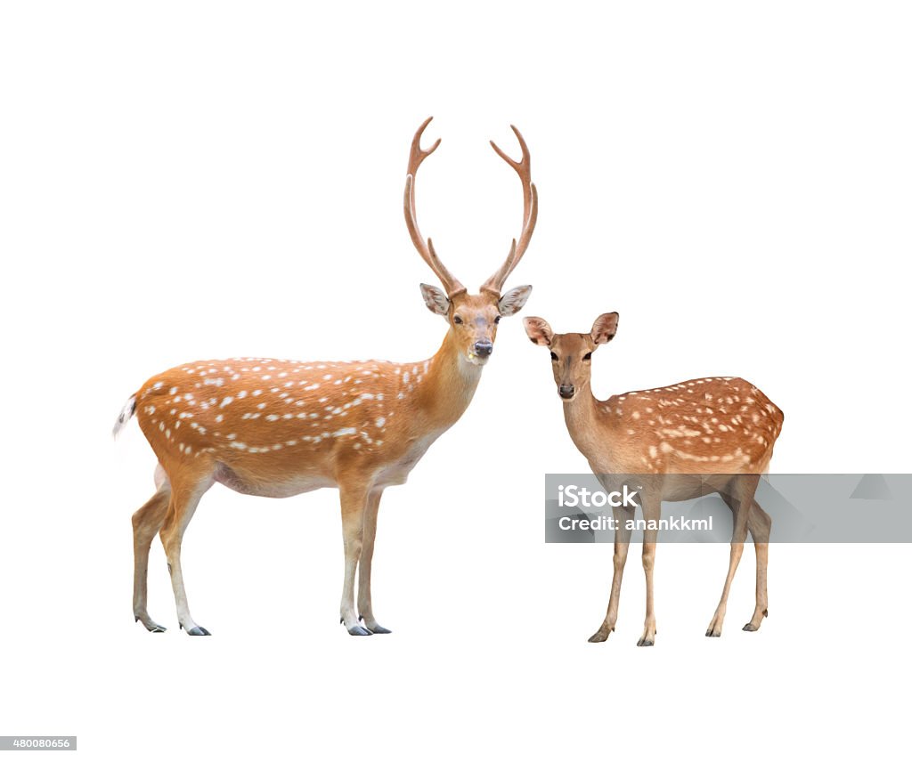 beautiful sika deer beautiful male and female sika deer isolated on white background 2015 Stock Photo