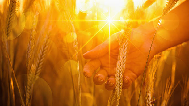 istock Ears of wheat in the sun 480081472