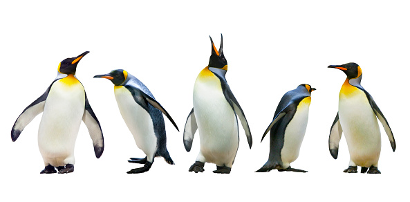 Pingüinos emperados photo